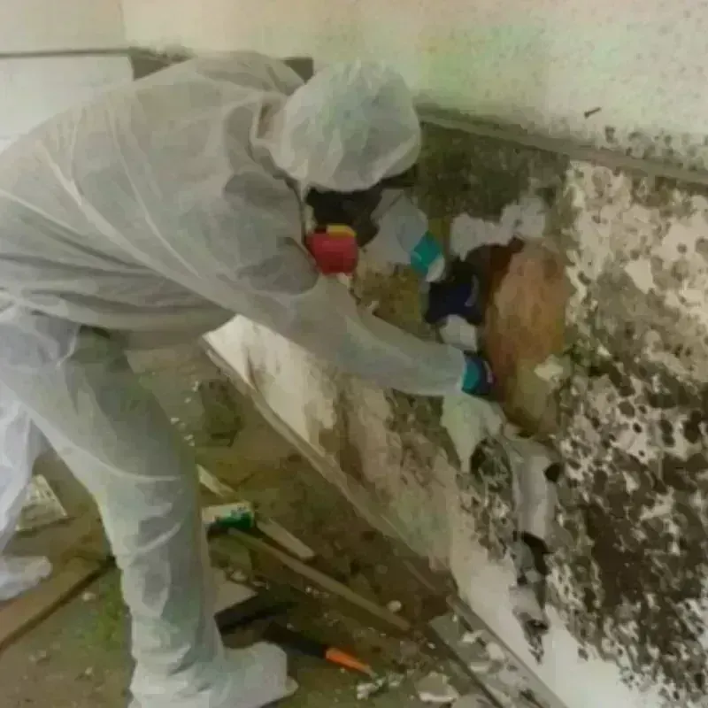 Mold Remediation and Removal in Vineyard, UT